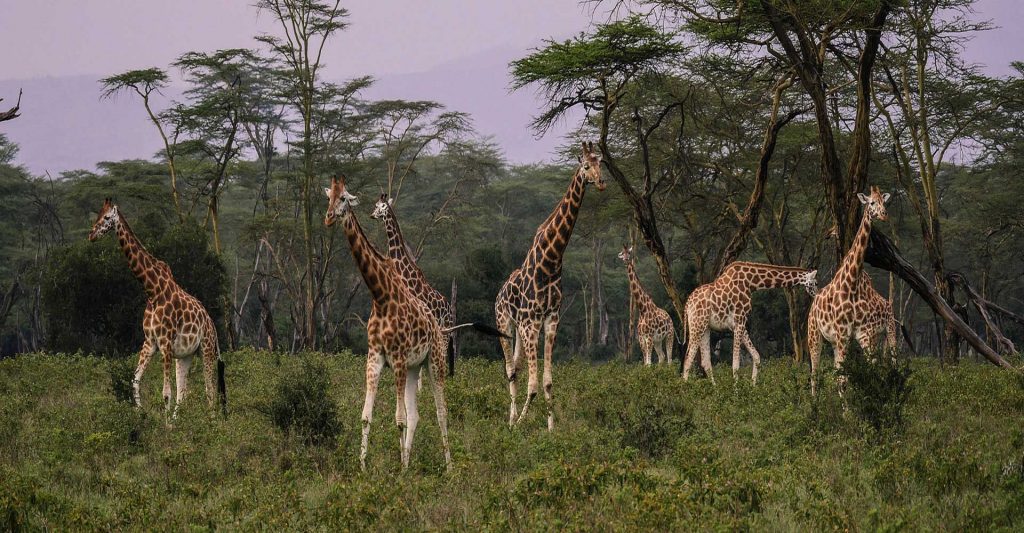 Un voyage dans ce grand pays d’Afrique, mais aussi la découverte les joyaux du Moyen Orient et une sélection d'espaces magiques entourés d'eaux turquoises de l'Ocean indien.